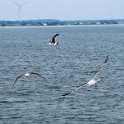 Seagull air support